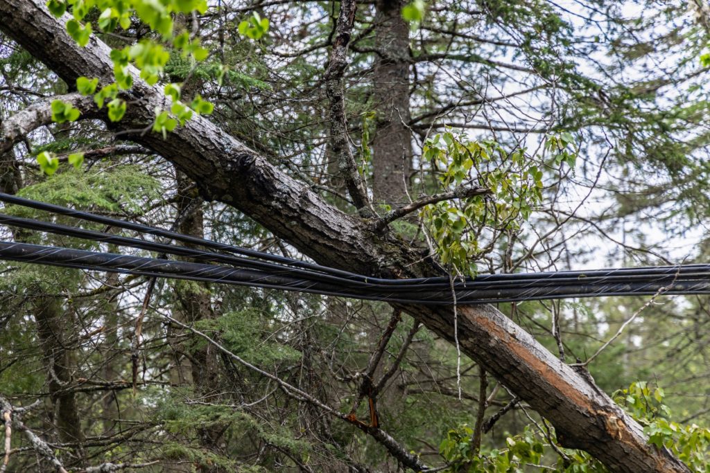 Photo of a tree fallen on a powerline