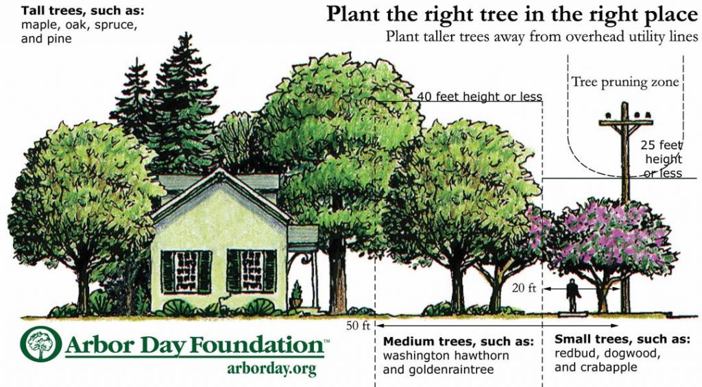 Graphic displaying the proper spacing for tree planting